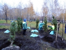 В Набережных Челнах сажают кедры
